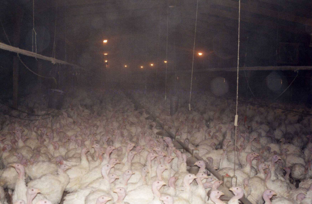 turkey warehouse