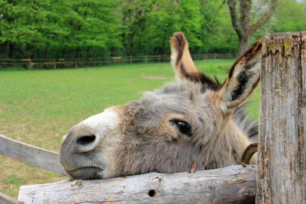 animal-197161_1920 donkey