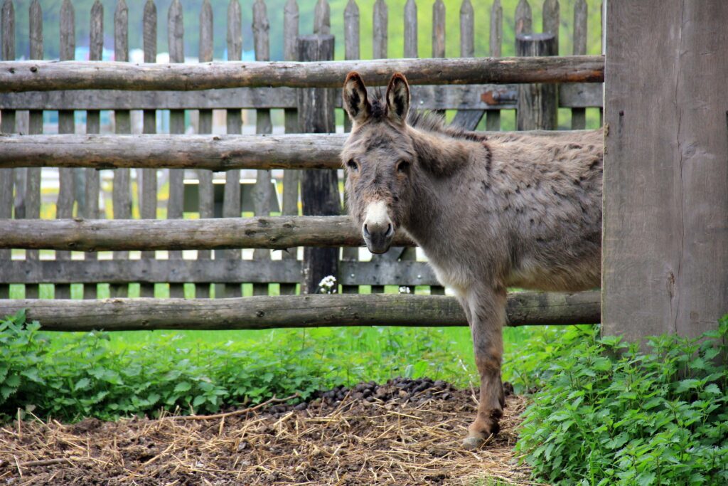 animal-201570_1920 donkey