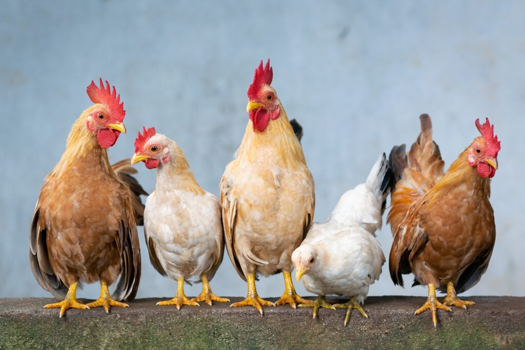 chicken-4849979_1920 chicken