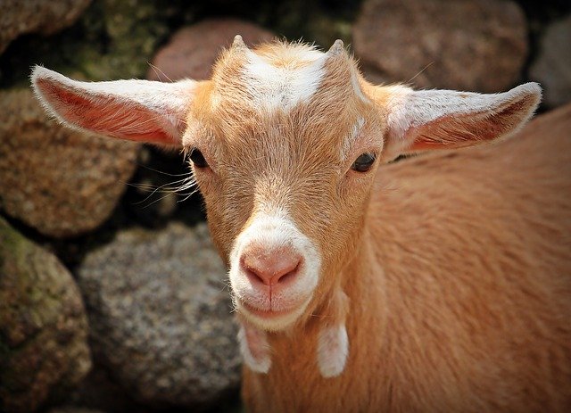 goat-1438254_640 goat