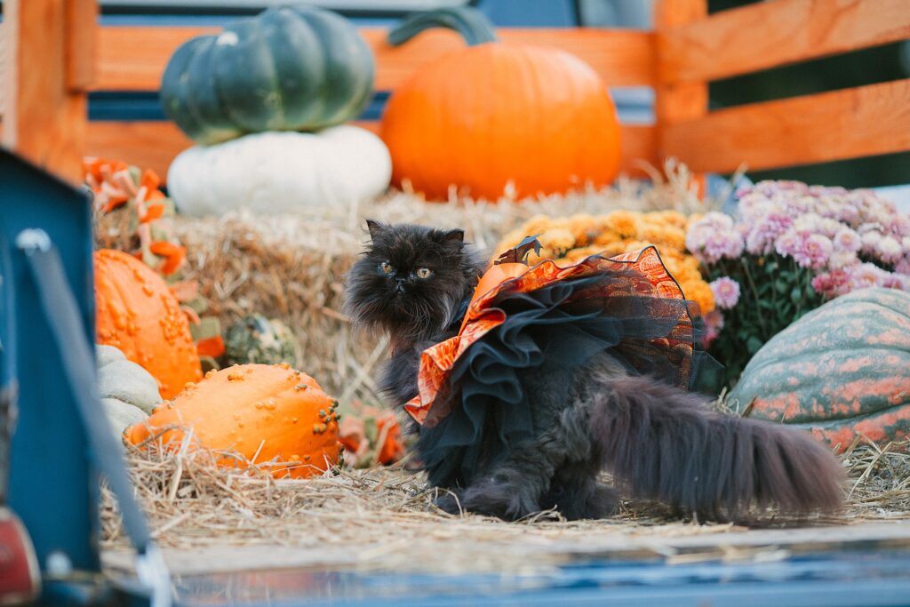 halloween-6687490_1920 pumpkins