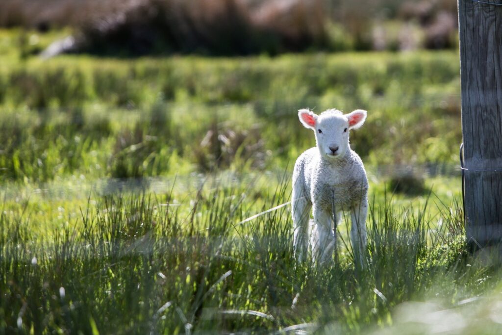 lamb-1081950_1920 lamb