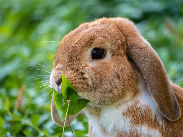 rabbit-4375952_640 rabbit