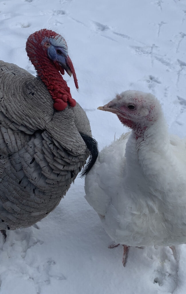 Turkeys Turkeys