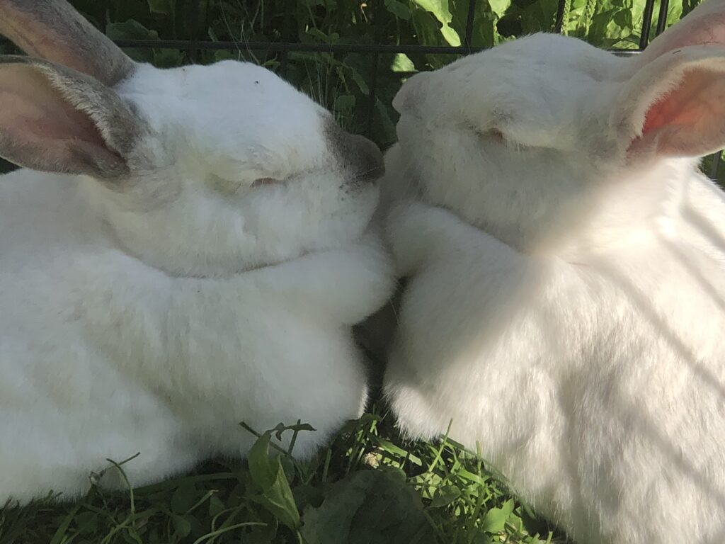 Rabbits Rabbits