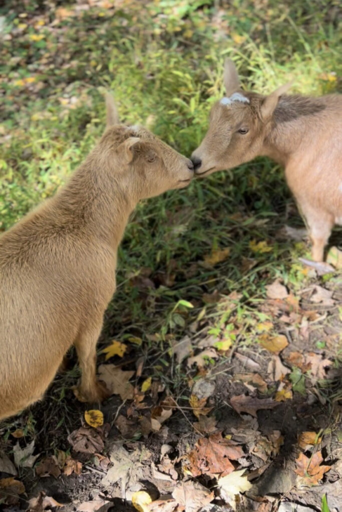 Goats Goats