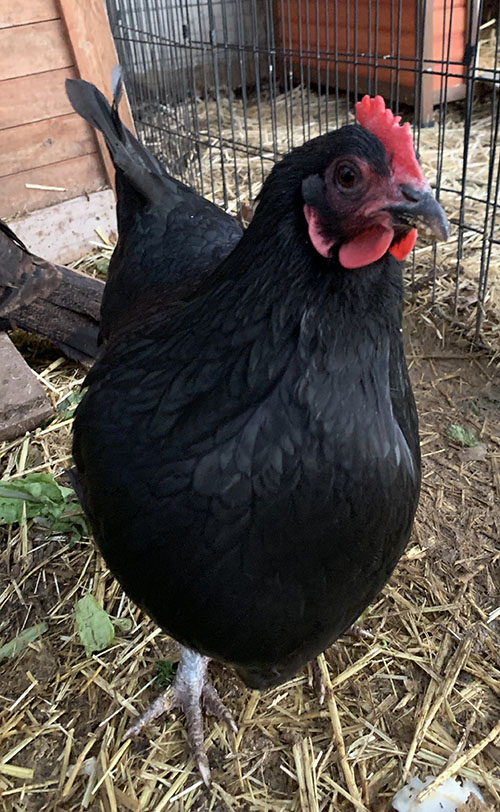Betty Betty
