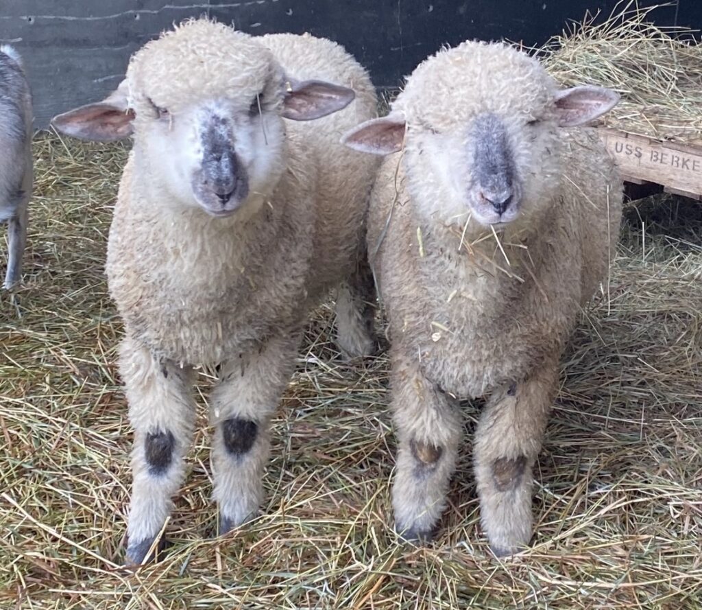 Sheep Sheep