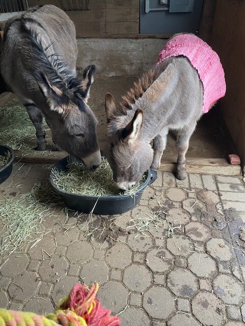 Donkey Friendship