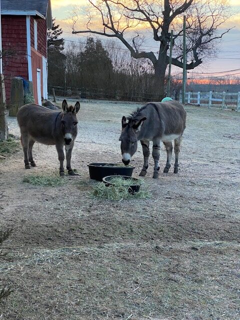 Donkeys Getting to Know Each other