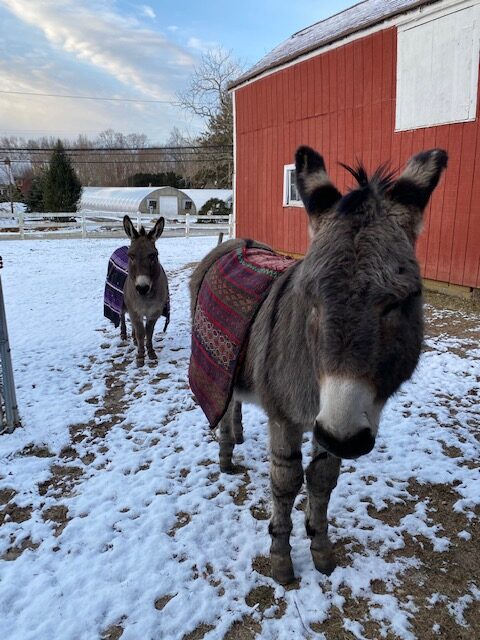 Donkey Friendship