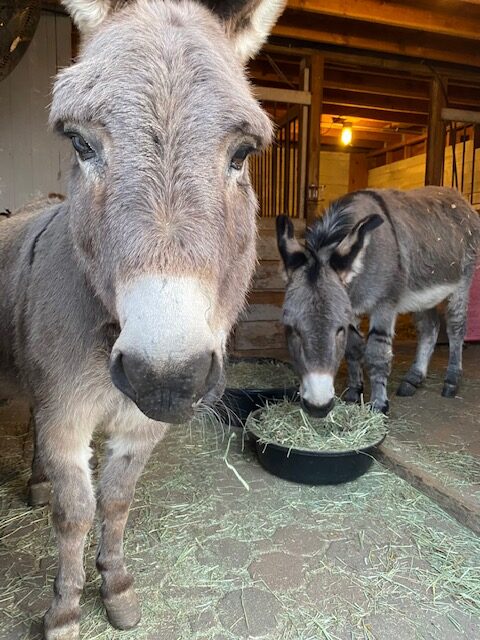 Donkeys Meetings